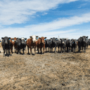 Kasko Cattle logo
