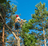 Kodiak Tree Service logo