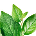 TELUS Health logo