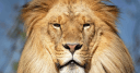 Granby Zoo logo